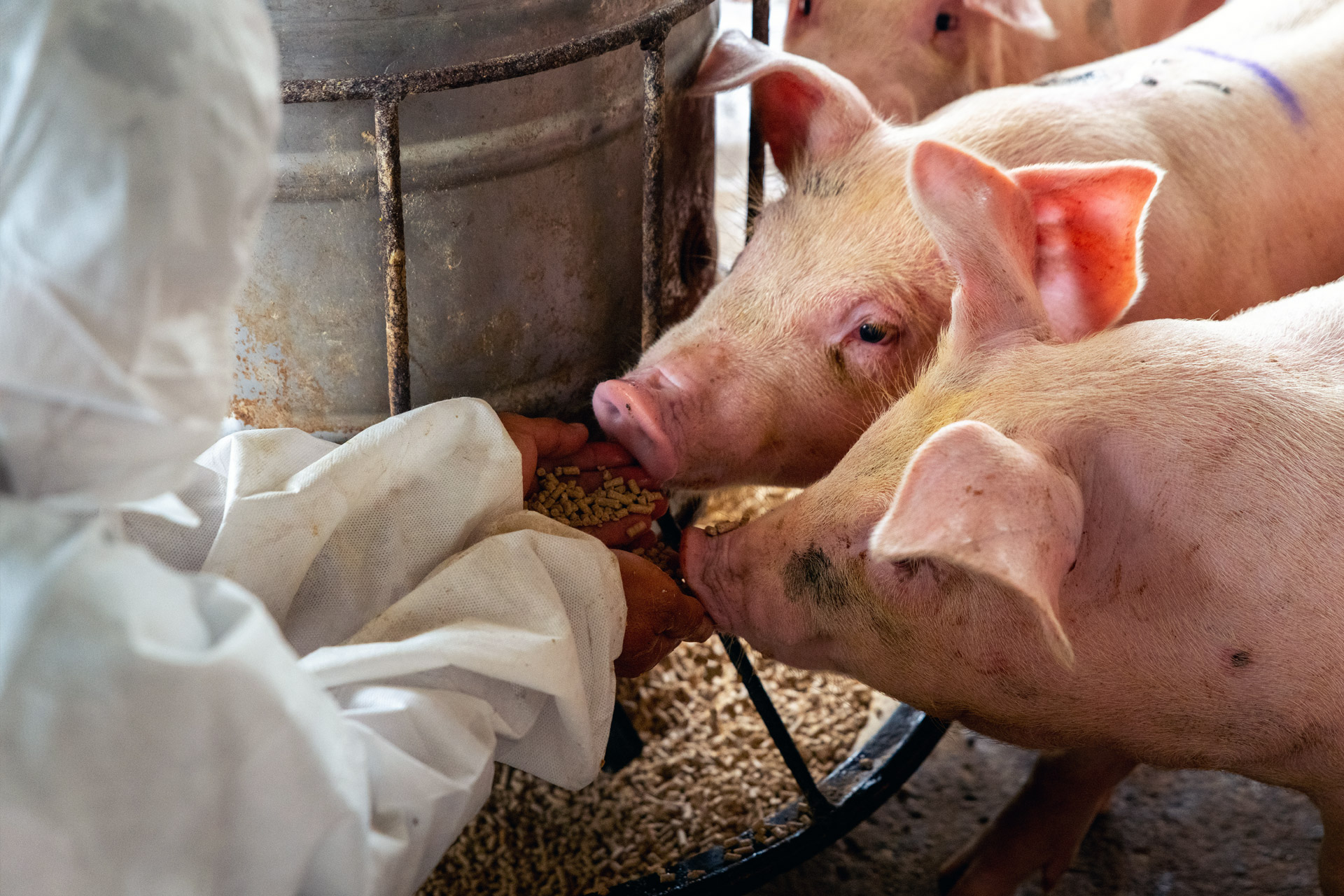 pigs being hand fed pellets