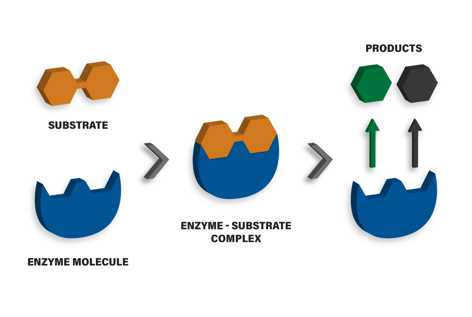 Intro to Enzymes