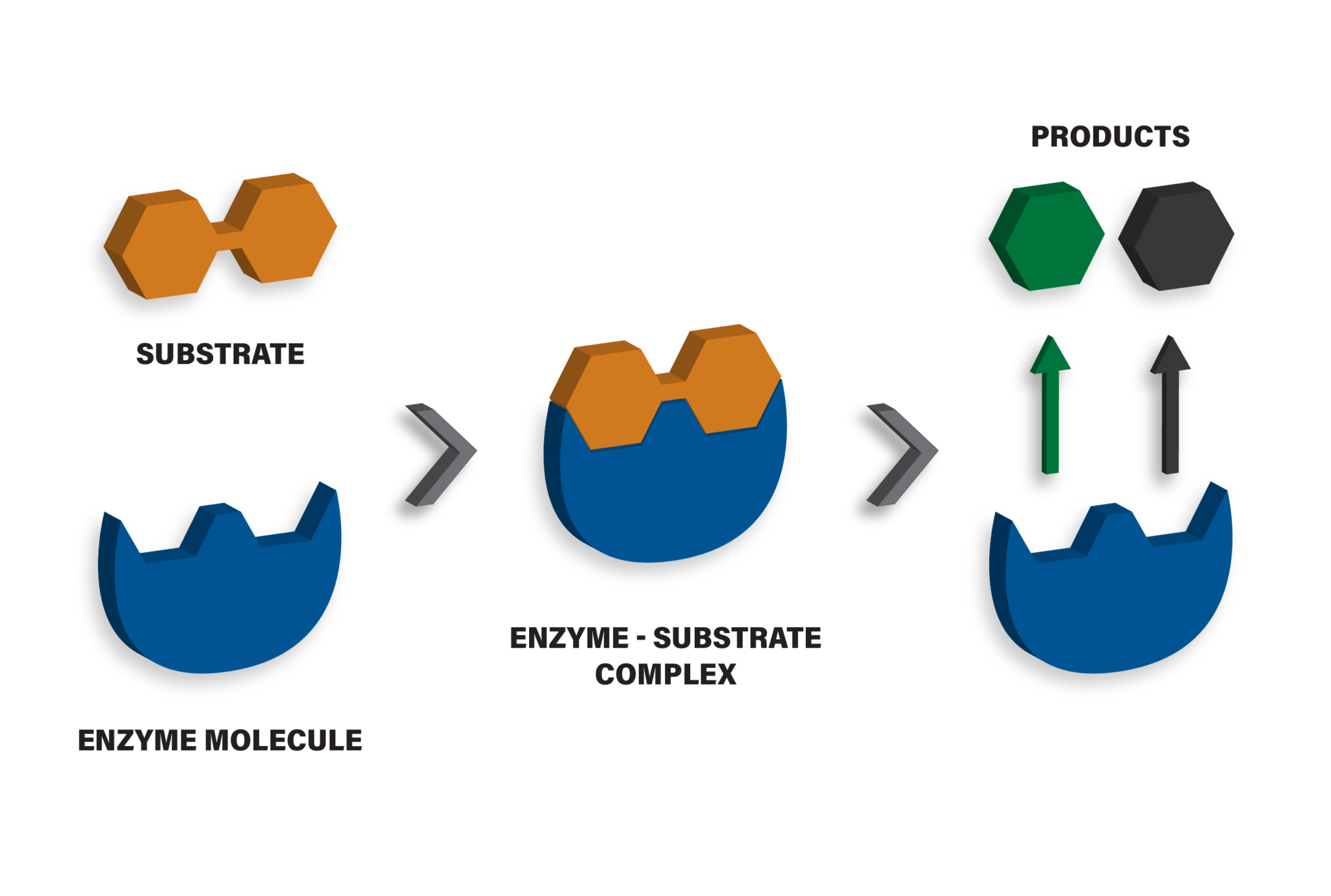 intro-to-enzymes-www-bio-cat